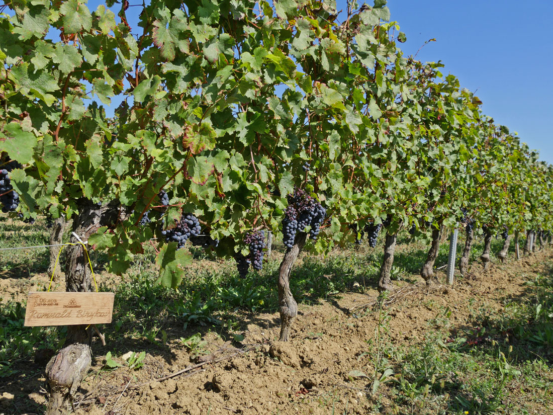 Виноградник на урожай